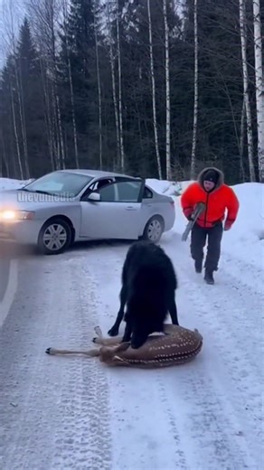 A roadside rescue was caught on camera as a quick-thinking driver used a tire iron to fend off a black wolf attacking a young fawn on a frozen forest road. The dramatic footage shows the man charging out of his vehicle to protect the helpless animal. The wolf, surprised by the sudden intervention, retreated into the woods, allowing the deer to limp away to safety. This video is created with AI for entertainment purposes. | Paul Vu