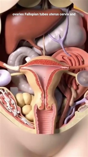 Female Reproductive System And Menstrual Cycle Explained in 3D Animation #3dscienceproject #biology