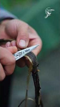 Ancient Naxi Hand Papermaking Tradition – How Handmade Paper Can Last 1000 Years