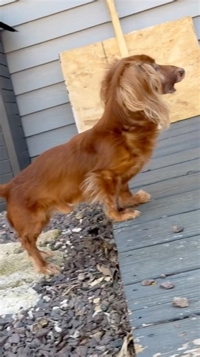 Quick look at old man Hank! 🐶❤️‍🔥🐾