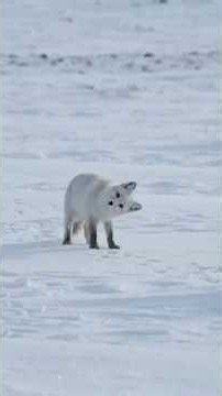 Arctic Fox: How Does It Survive -50°C | Wildlife Documentary