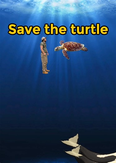 How to save a turtle