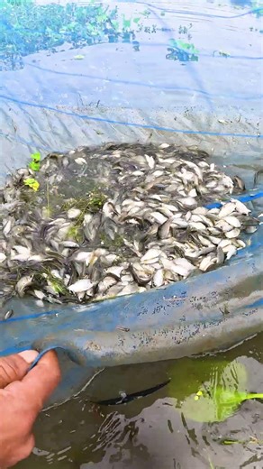 Massive River Net Fishing! 🐟 Catching Small & Big Wild Fish #Shorts