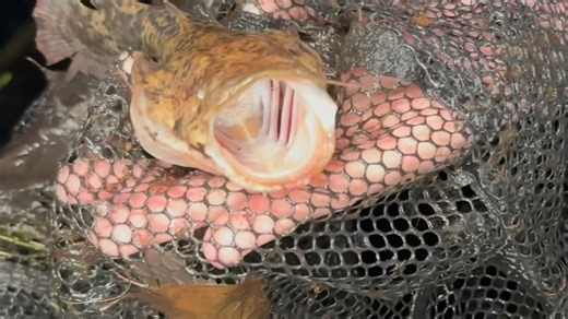 He thought it was just a pond when an alien fish appeared, caught on camera