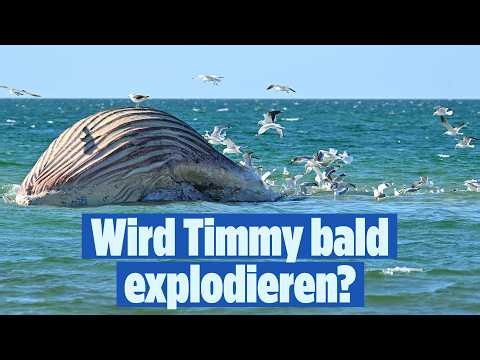 🔴 WAL TIMMY droht zu platzen – er bläht sich immer weiter auf | BILD LIVE