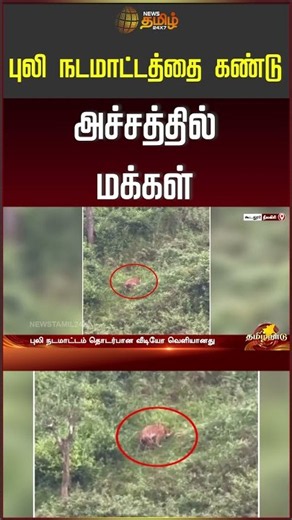 Nilgiris | Tiger | Viral Video | புலி நடமாட்டத்தை கண்டு அச்சத்தில் மக்கள்
