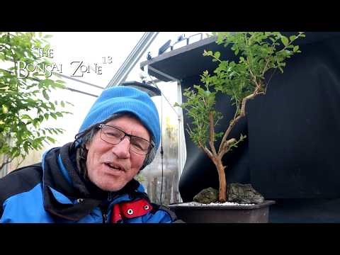 Pruning My Crape Myrtle, The Bonsai Zone, April 2026