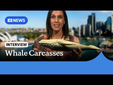Why are we seeing more washed-up whale carcasses? | ABC NEWS