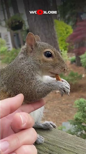 Squirrel Singing While Eating Is So Emotional #rare #wildlifevideo #calm