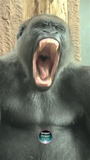 Aybo’s Epic Lip Wiggle! 😂 #funnyanimals