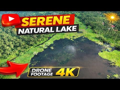 Beautiful Lake & Lush Paddy Fields Seen From the Sky | 4K Drone Footage