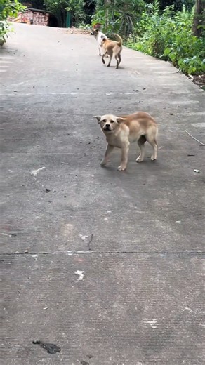 street dog barking video #dogtalk #dogtalk #dogcommunication #pitbull #petsempire #puppy #gsds