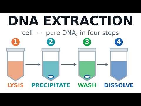 DNA Extraction, Explained Step by Step: Lysis, Precipitation, Wash & Quantification