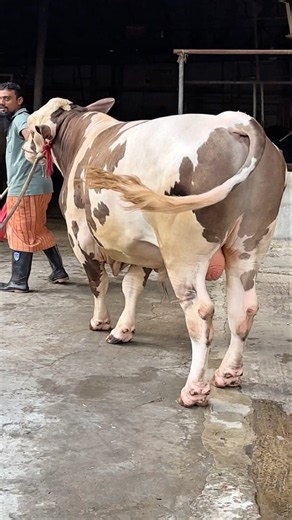Stubborn Fleckvieh Bull Makes His Way Back to the Barn! 💥