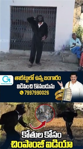 కోతుల కోసం చింపాంజీ ఐడియా | Mind-Blowing Chimpanzee Idea for Monkeys | Garam Garam Varthalu | Sakshi