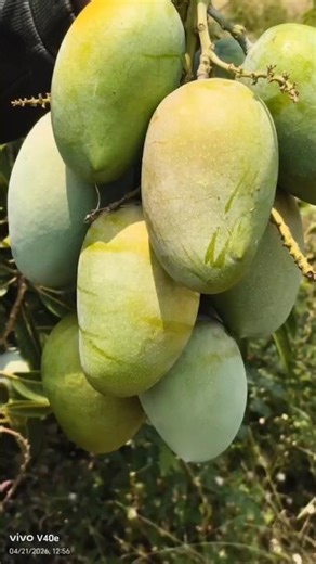 Harvesting Fresh Mangoes 🌳🥭Incredible Raw Mango Farm Harvest! 🚜🌿 #mango #fruit #mangofarming
