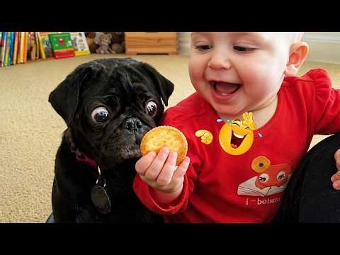 You Can’t Stop Laughing At These Dogs 🤣 FUNNIEST DOGS Video 2026
