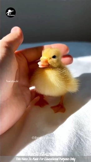 Rescue Baby Duck 😍| Facts Tamizhachi_#shorts