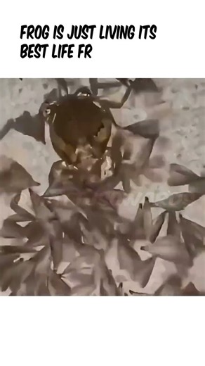 Frog Living Its Best Life in Hilarious Adventure #Funny #Comedy #Frog #Nature #FYP