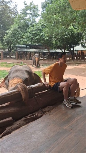 funny elephant moments #elephant #shorts #animals #wildlife #YouTubeShorts #ShortsFeed #Viral #zoo