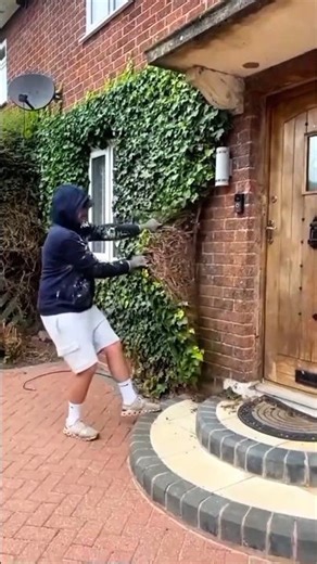 Dangerous Beauty: What's Wrong with Boston Ivy, Virginia creeper