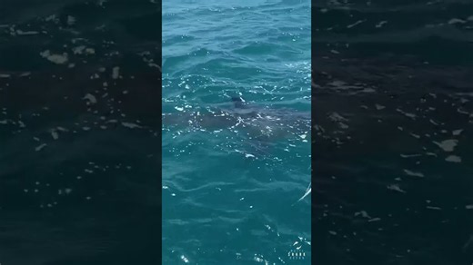 2 great white sharks come together