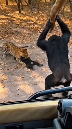 Title Idea:ChimpanzeevsLeopard: The Ultimate Jungle Showdown! 🦍🐆 #WildlifeUncut #viralvideo #animals