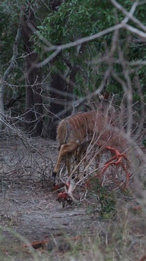 High-Stakes Hunt: Watch This Leopard Burst From Cover!