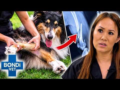 Rescue Collie Has Been Walking on a Broken Leg for YEARS! | Bondi Vet