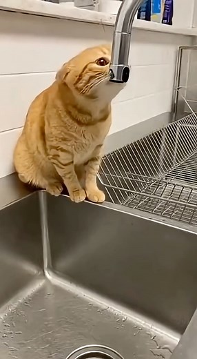 Curious Cat vs Automatic Faucet… DISASTER 💦🐱 #catfaucetfail #kitchenchaos #catshorts