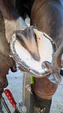 🐎 How a Farrier Shoes a Horse #farrier #horse #farrierlife #satisfying #hoofall #oddlysatisfying