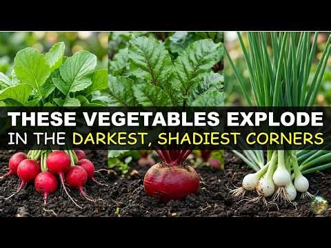 20 VEGETABLES THAT EXPLODE IN LOW LIGHT: GARDENING IN THE DARKEST, SHADIEST CORNERS (NO SUN NEEDED!)