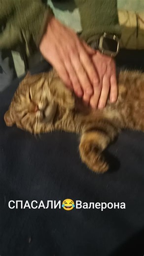 швидка допомога Валерону😂#приколи #коти #зсу #Валерон #лапайда