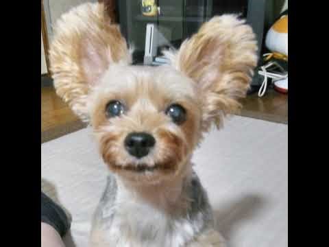 [PS5 pro] [PUBG] ぱぶ絆 まぐ、へいへい、ねこ