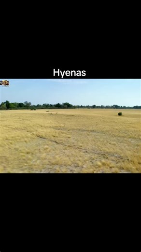 Hyenas in Nature: Survival Tactics and Strategies
