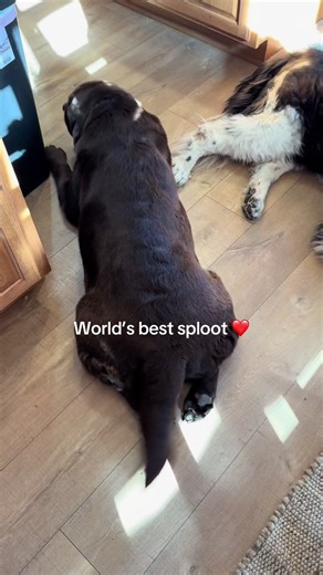 Labrador Dog Sploot Moments You Can't Miss