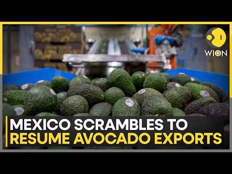 Mexico Moves to Restart Avocado Exports After US Suspension | WION