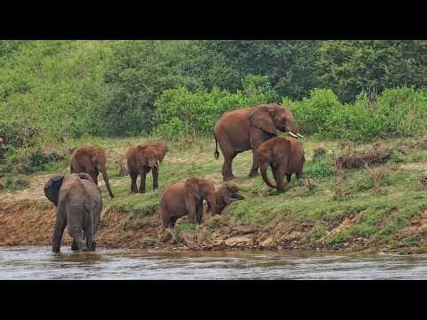 Live from the Crocodile River