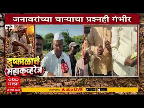 Dhule Drought : धुळे - पशुधन सांभाळणं शेतकऱ्यांसमोर मोठं आव्हान, जनावरांच्या चाऱ्याचा प्रश्नही गंभीर