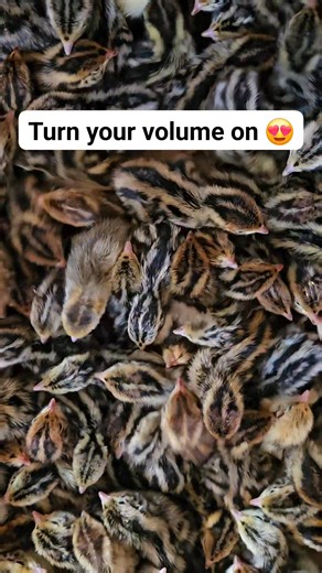 Just a little fresh out of the hatcher quail chick ASMR for you 😍 Silver Creek Farms #agriculture #quail #coturnixquail #hatching #homesteading #asmr #asmrsounds | Saratoga Homestead