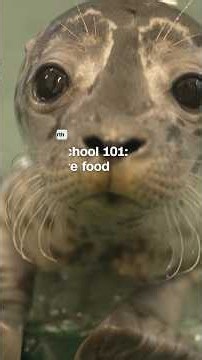 School’s in session for these seal pups. Their first lesson? Fish are food