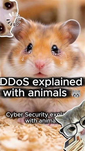 What is a DDoS Attack? Explained with Animals 🦝 #cybersecurity #cybersecurityforbeginners #infosec