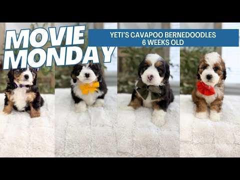 Yeti's Bernedoodle Cavapoos 6 weeks