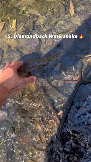 comment your favorite!! #animals #snakes | animals