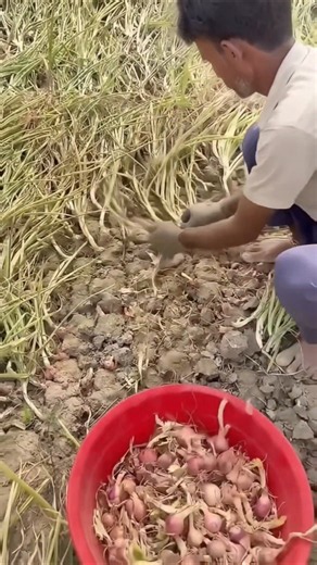 Manual Onion Harvesting: Farmer Pulls Fully Grown Onions One by One from Soil