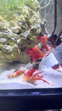 Mantis Shrimp Molted Successfully – Brand New Shell!
