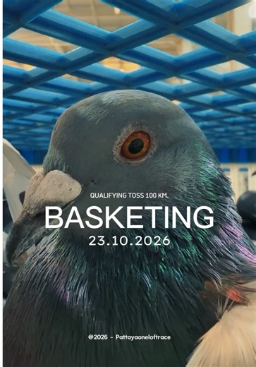 PIPR Season 11 (2026) Basketing Recap — Pattaya International Pigeon Race