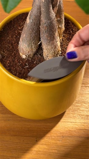 Elevate your home decor with self-watering plants! 🪴 These low-maintenance beauties ship to your door with everything but the water! The best part? You get all the green without the stress of traditional plant care 🌼🌸 | easyplant