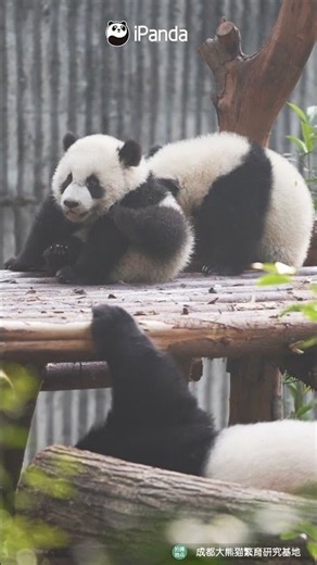 Panda Cubs Have Different "Battery Lives" | iPanda #shorts