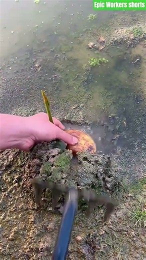 🌱🌊 Sprouted Seed Planting Pond Mud Hand Rake